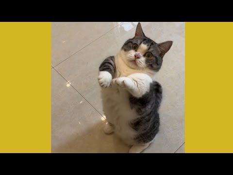 best cute &funny😂🤣 animal video  of 2025-Mr bear🐱🐕🐹😄😅🤩