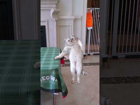 Lifting with #exlittlebeans #funnycats