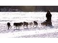 Iditarod Race and Trooper Duties