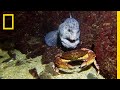 Wolf Eels: Facts and Trivia