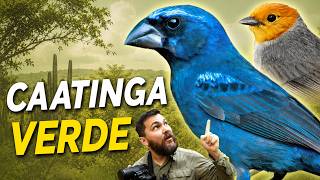 PASSARINHANDO na CAATINGA VERDE | A época das chuvas muda tudo!