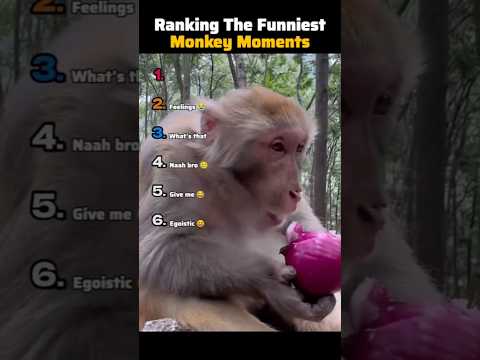 Ranking The Funniest Monkey Moments (Good Part)