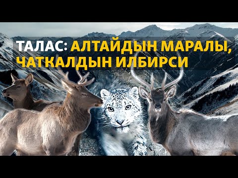 Талас: Алтайдын маралы, Чаткалдын илбирси