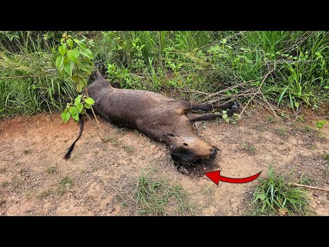 COBRA CEGOU E MATOU A BEZERRA DA LEITEIRA 😭