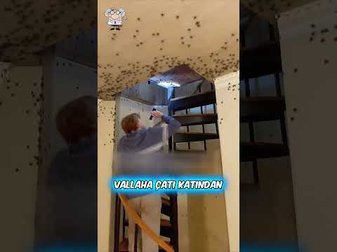 Evimi DEV ÖRÜMCEKLER Bastı! 🕷👀😵