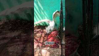 Rescue baby heron .#shorts
