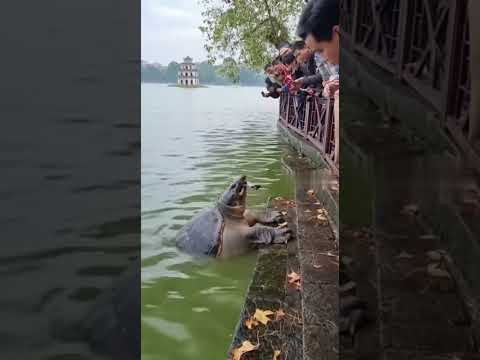 Chỉ mong 1 lần được nhìn thấy cụ rùa hồ gươm #curua #short #hoguom