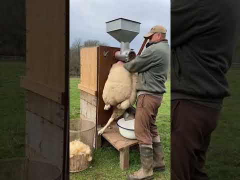 Cute Mexica Plush Dancing Cactus Electric Plush Toy 324