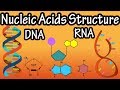 Exploring the Structure of DNA and RNA