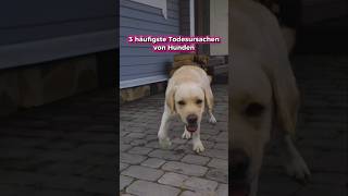 Woran sterben Hunde meistens?