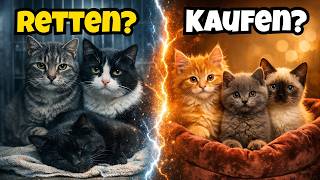 Tierheim oder Züchter? Kaum ein Thema spaltet Katzenfreunde so sehr...
