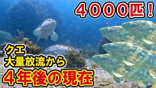 4000匹のクエ大量放流から４年経った結果、まさかのクエだらけに！？