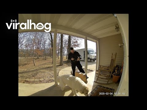 Dog Greets FedEx Driver || ViralHog