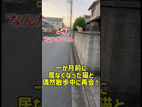 一か月前に居なくなった猫と偶然散歩中に再会! #癒し #元気になる動画 #猫のいる暮らし #猫のいる暮らし #猫 #子猫 #adorably #猫のいる生活 #ねこ #cat #可愛い