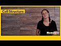 Cell Structure and Function Concepts
