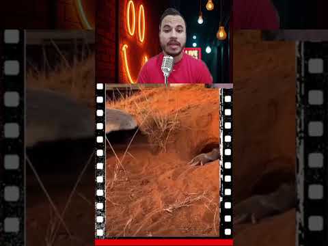 bالحيونات البرية #عالم_البرية #عشقالطبيعه #عالم_الحيونات #الحيونات_المفترس #الحيونات #حيوانات #الاسد