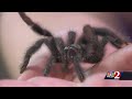 Creepy Crawlers and Their Ecosystem
