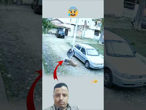 تنجد كلبها الصغير وتغير عليه من الكلب الكبير#حيوانات--#funny #explore #shorts feed#youtubeshorts