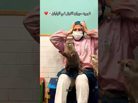 تجربة حيوان الاوتر ف اليابان 😱😱🙈