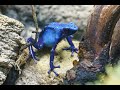 Conservation Efforts for Chinese Giant Salamanders