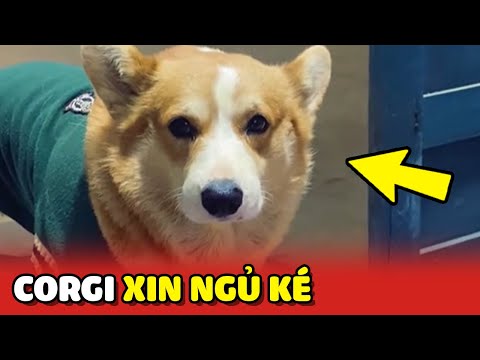 Em chó Corgi thích diễn nét khổ để xin ngủ ké Ba và cái kết 😂