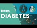Understanding Diabetes