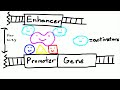 Transcription Mechanisms and Elements