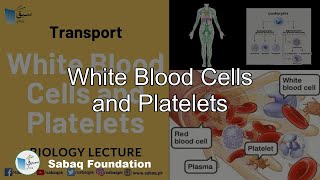 White Blood Cells and Platelets