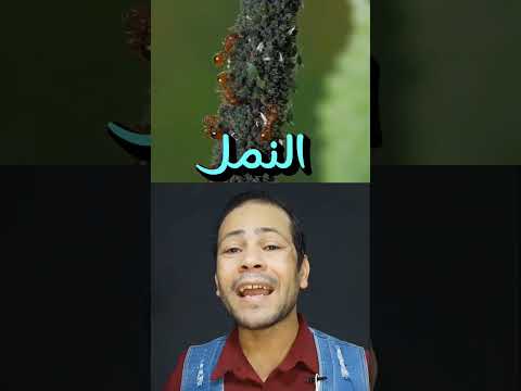حيوانات نهانا النبي عن قتلها