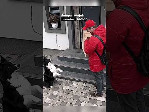 Anjing Lapar & Kurir Baik Hati #shortvideo