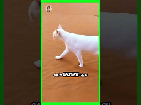 Why Do Cats Step So PRECISELY With Their Back Paws?