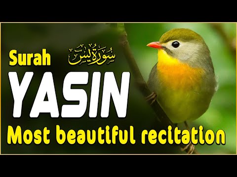 Humble recitation by Sheikh Ali YAHIA | Surah Fath | سورة يس | علي يحى