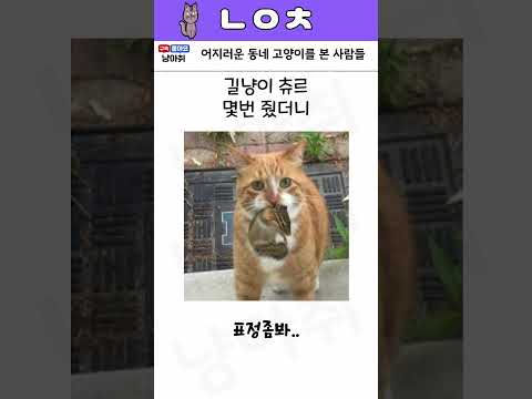 어지러운 동네 고양이를 본 사람들ㅋㅋㅋ
