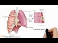 Respiratory System Functions and Anatomy