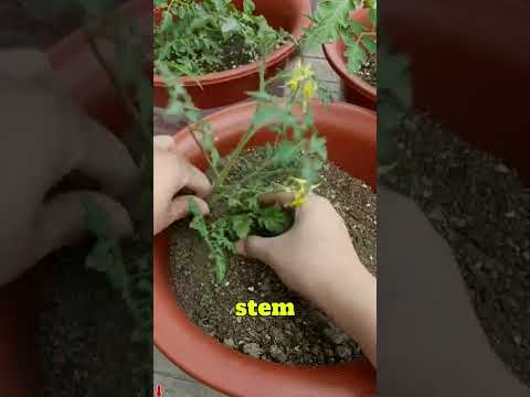 This weak tomato seedling became super strong with one trick 😱#shorts