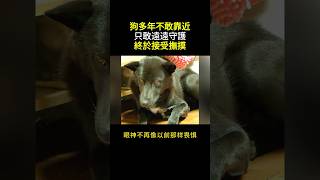 神秘黑犬默默守護老婆婆 堅持不讓觸碰的原因太催淚 #神秘黑犬 #黑犬守護 #感人黑犬 #忠誠黑犬 #黑犬故事