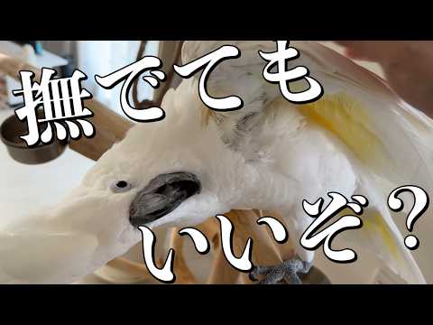 珍しくパパが撫でられる時…それはママに構ってもらえない時
