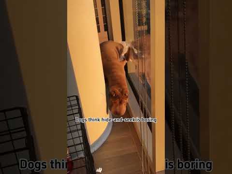 Dogs love to play hide and seek😆