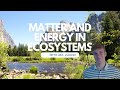Photosynthesis and Energy Storage in Plants