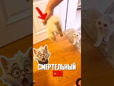 ХОРЁК ВПАЛ В КОМУ - КОТ 6 ЧАСОВ ОПЛАКИВАЛ МЁРТВОГО ДРУГА!