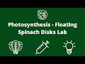 Exploring Photosynthesis with Floating Spinach Disks