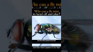 Unveiling the Bizarre: Why Can a Fly Twist Its Head Off and Play? 🪰🔄