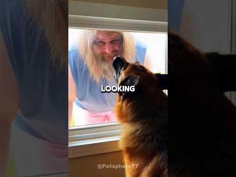 Dog saves owner from creepy landlord ๐ฑ #shorts