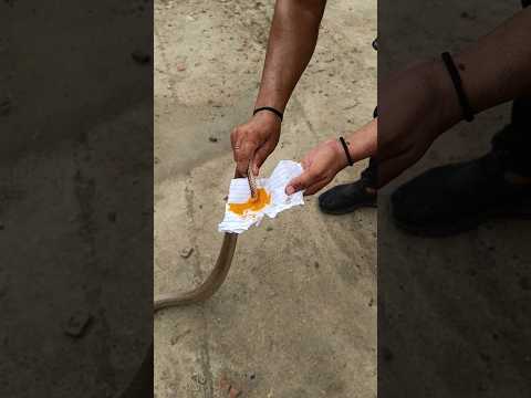 सांप की जान बचाय तो सांप मेरा दोस्त बन गया😱 अदभुत नजारा#वायरल #trending #shorts