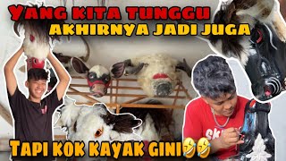 Banteng suro kembar Akhirnya jadi semua tapi kok kayak gini ya-arekbudoyo#arekbudoyo 