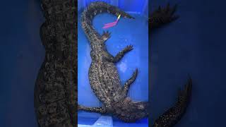 Louisiana Alligators!!! Swamp People!!! Bayou Life!!! #alligator