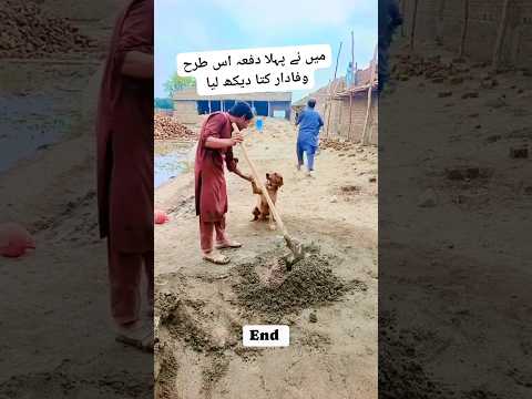 last tak Dekho video kia Kmal ka training dia hay yr #dog #dogtraining #pakistan #shorts #dogshorts
