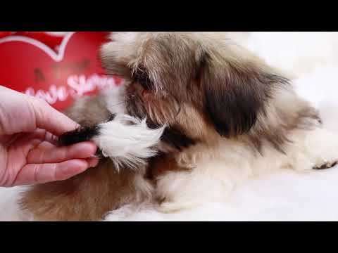 Shih Tzu For Sale In Alabama 07 2021