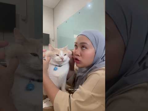 Bikin ngakak, pororo minta di unyel-unyel 🤣 #pororo #kucingpororo #catlover