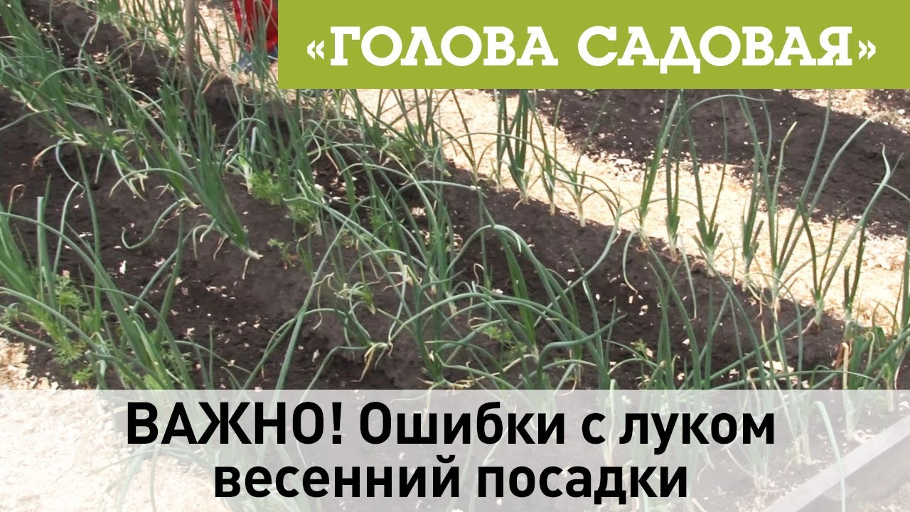 ВАЖНО! Ошибки с луком весенний посадки